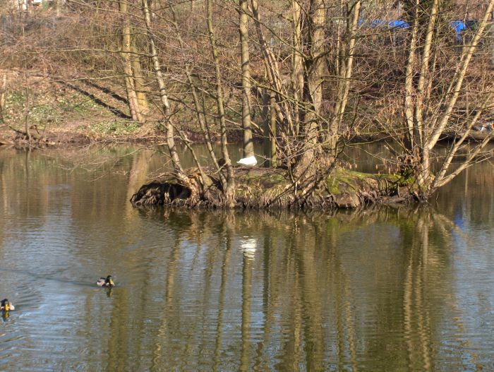 Enten am See