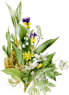 Blume021.gif