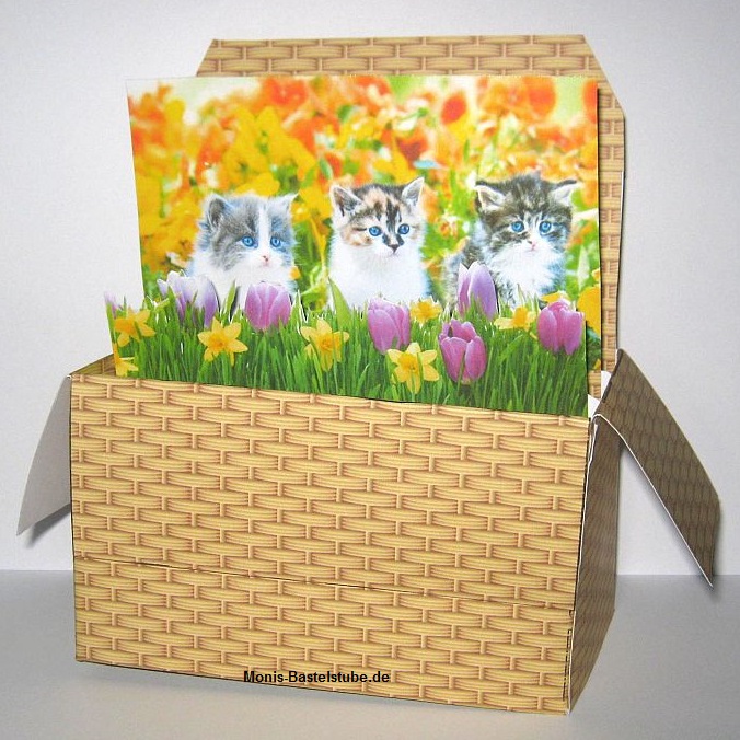 Rechteckige-Pop-Up-Box-Katzen-genießen-den-Frühling.jpg
