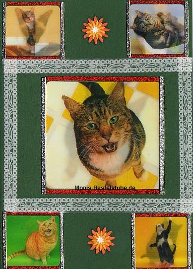 Katze.jpg